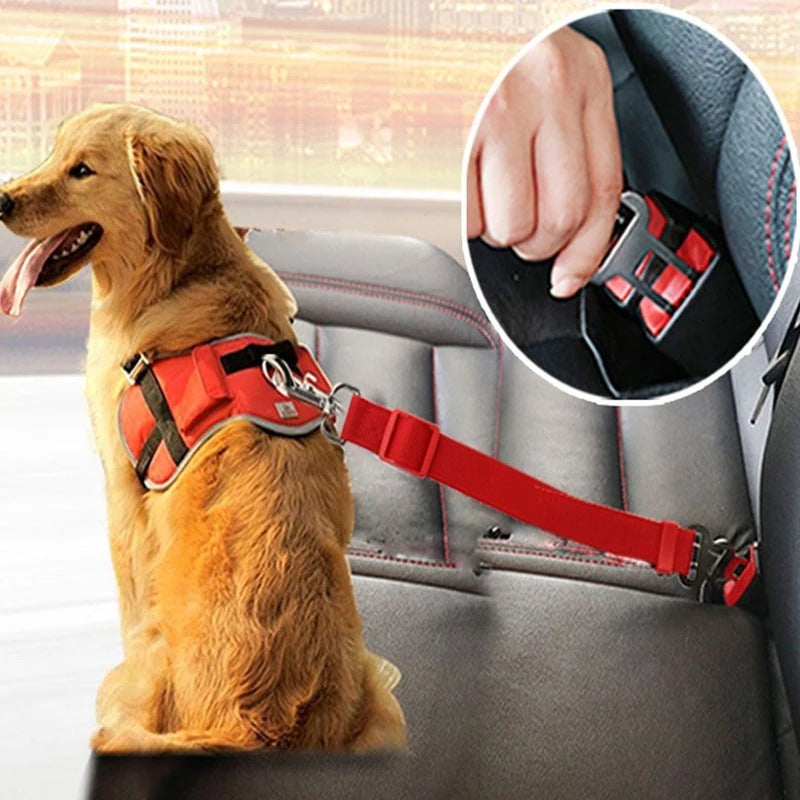 Pet Belt